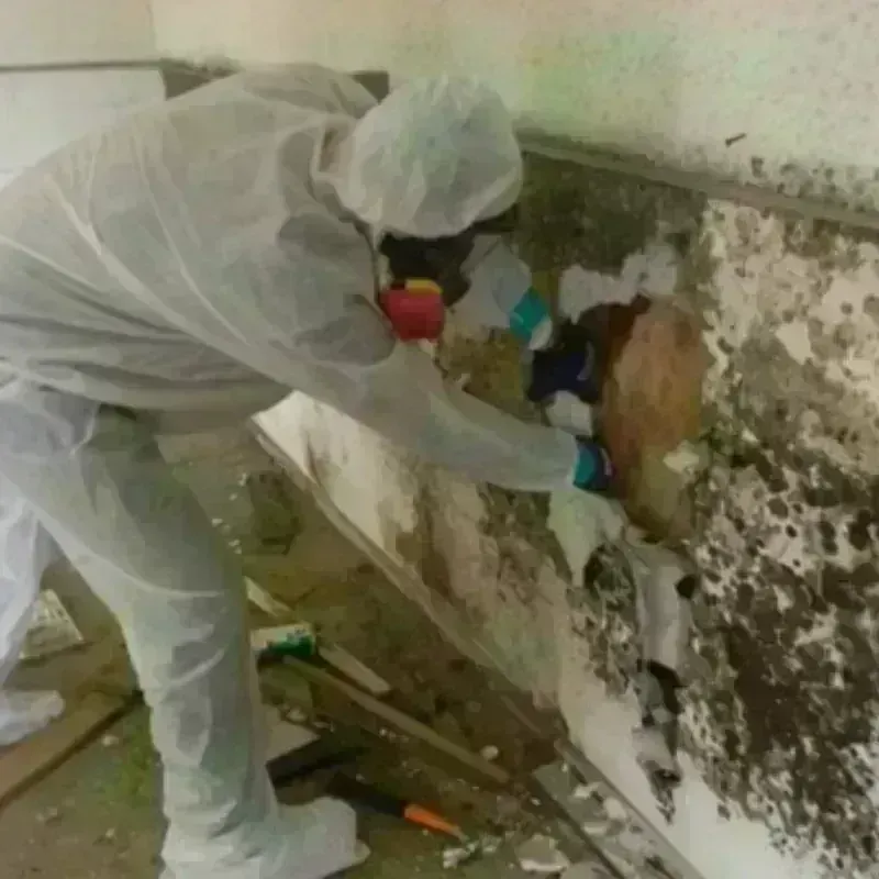 Mold Remediation and Removal in Loma, CO